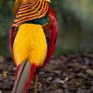 Golden Pheasant
